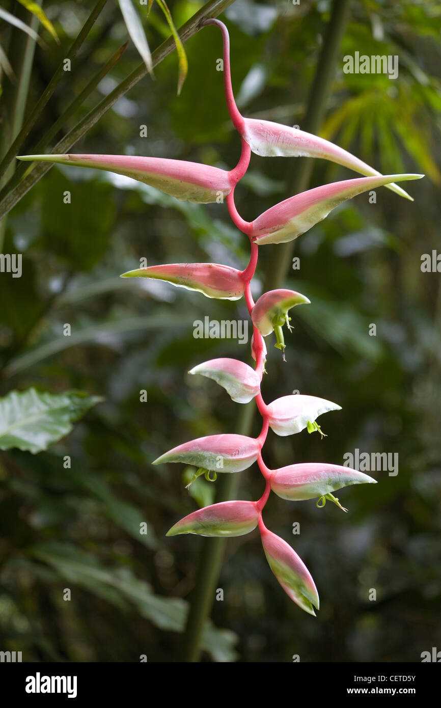 Hanging Heliconia (Lobster Claw) Banque D'Images
