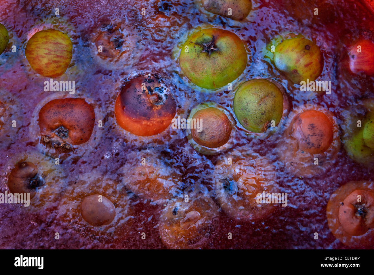 Les pommes en étang gelé Banque D'Images