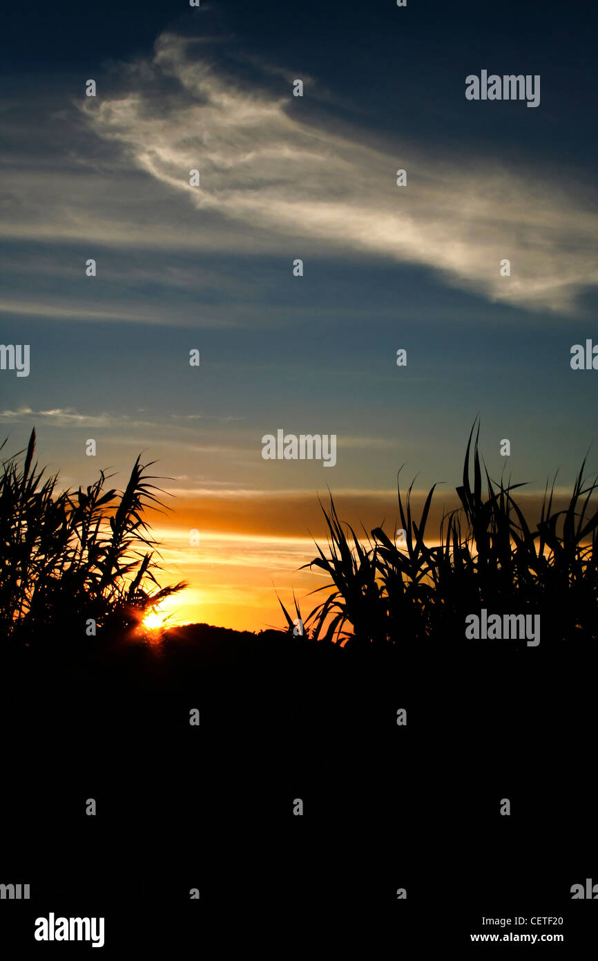 Une silhouette de roseaux contre un coucher de soleil dans le Yorkshire du Nord. Banque D'Images