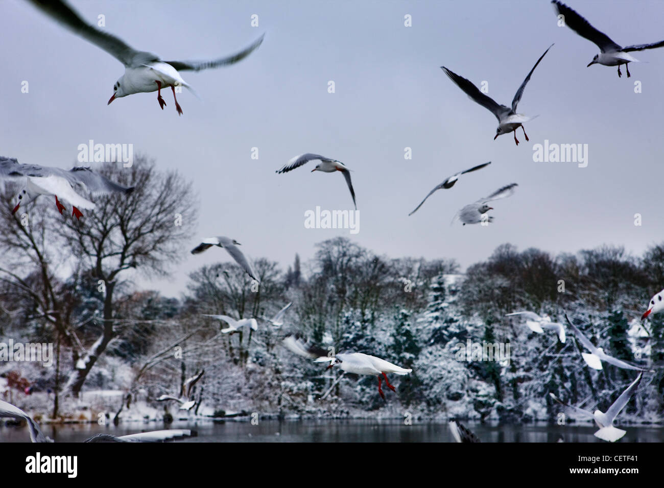 Vol de mouettes au-dessus des étangs de Hampstead Heath en hiver, Londres, en gland Banque D'Images