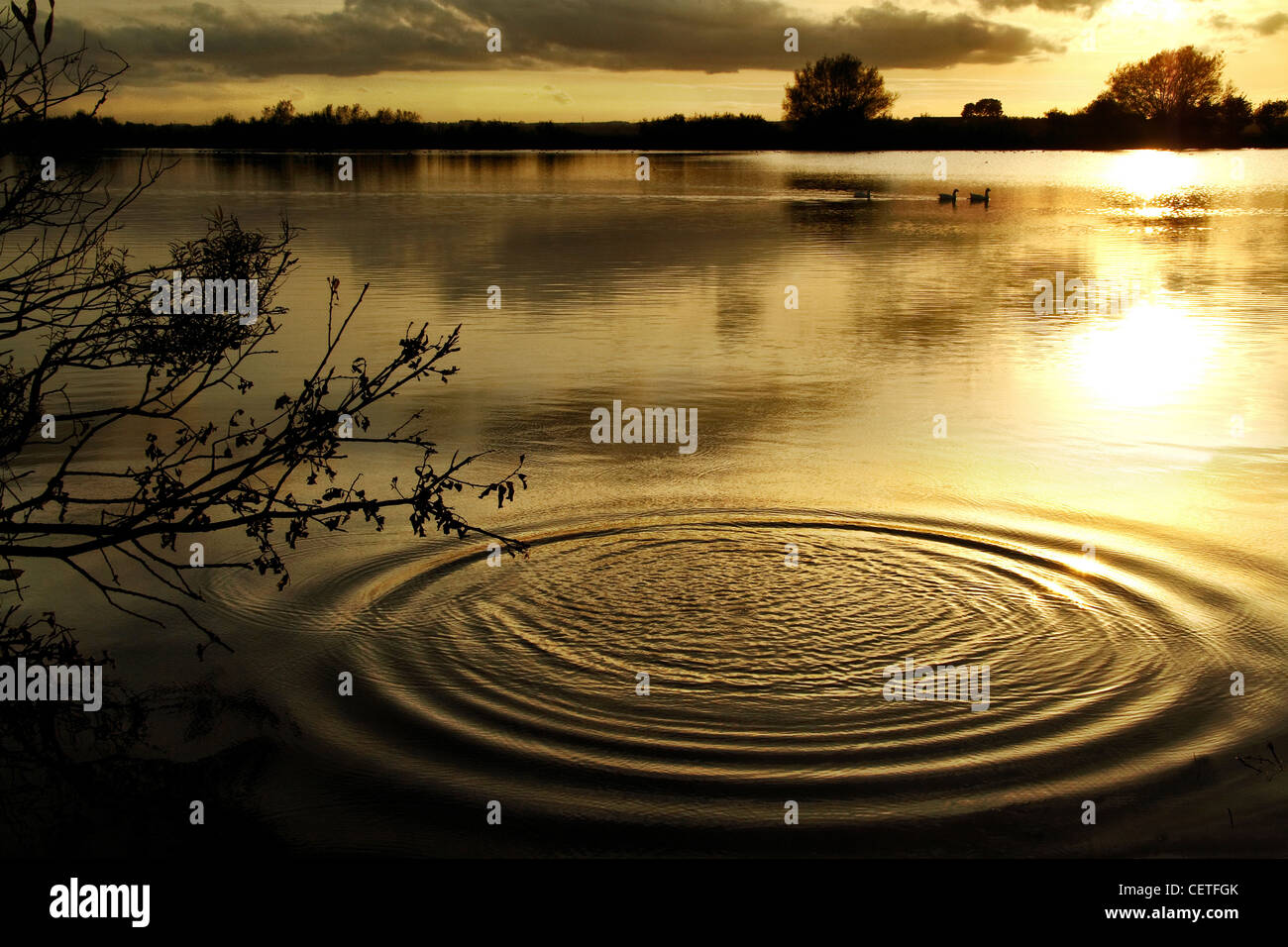 Les ondes à la surface d'un lac avec des canards de passage et une réflexion sur le coucher du soleil dans la région de Cumbria. Banque D'Images