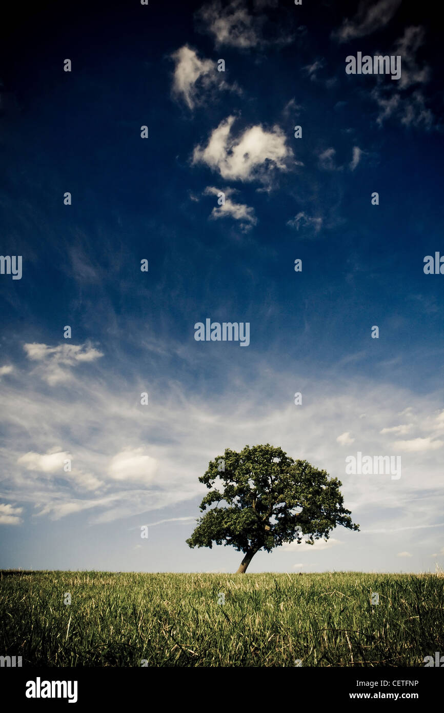 Un arbre isolé au-dessous d'un beau ciel bleu à un pré à Oxford. Banque D'Images