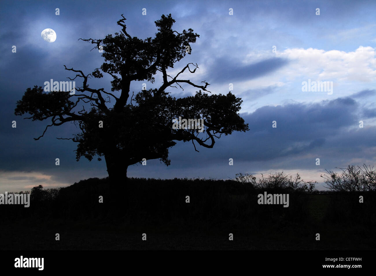 La silhouette d'un arbre contre un ciel éclairé de la lune dans l'Oxfordshire. Banque D'Images