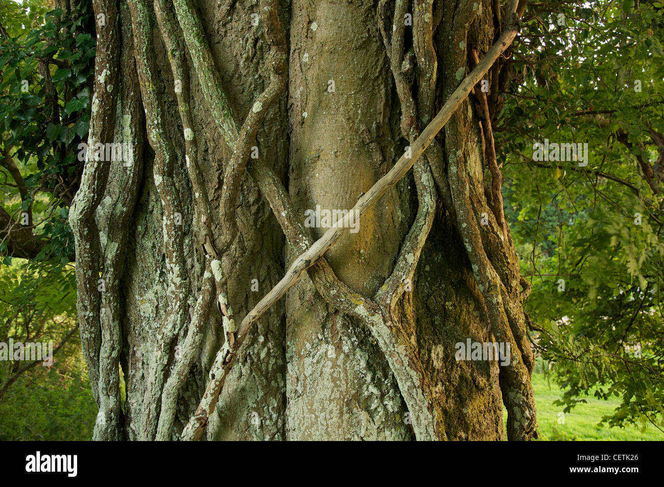 Un détail de lianes enlacés autour du tronc noueux d'un vieil arbre. Loin dans la campagne de l'espace rural Dorset. Angleterre, Royaume-Uni. Banque D'Images