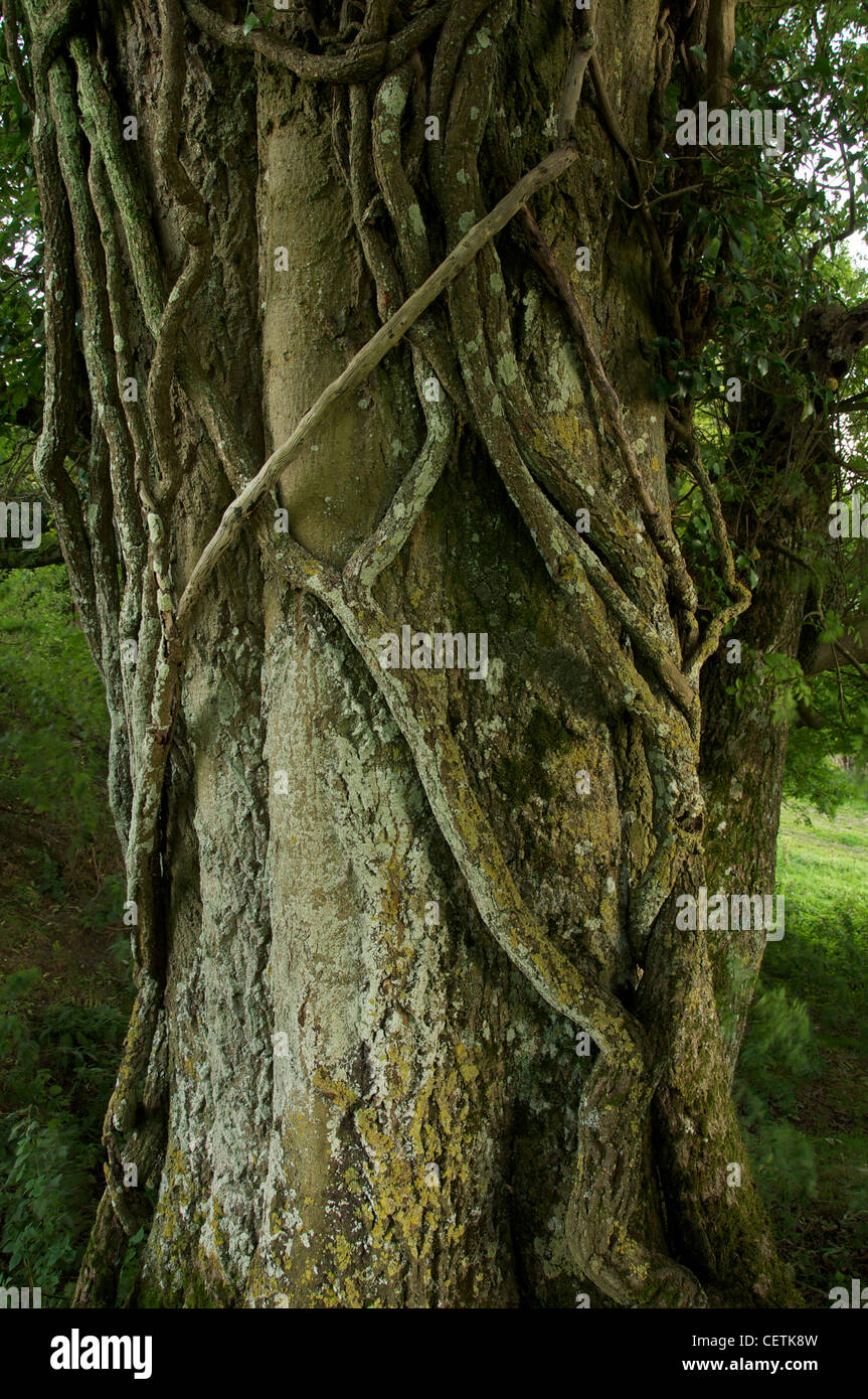 Un détail de lianes enlacés autour du tronc noueux d'un vieil arbre. Loin dans la campagne de l'espace rural Dorset. Angleterre, Royaume-Uni. Banque D'Images