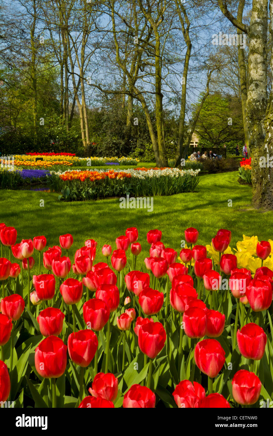 De nombreuses couleurs de tulipes dans les jardins de Keukenhof Lisse Hollande Pays-bas eu Europe Banque D'Images