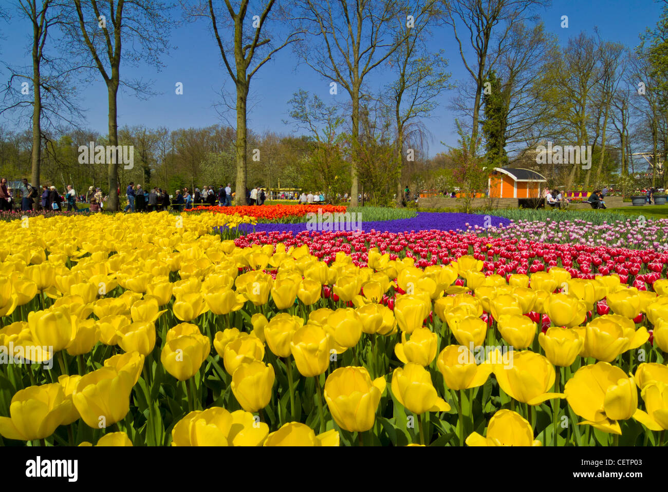 De nombreuses couleurs de tulipes dans les jardins de Keukenhof Lisse Hollande Pays-bas eu Europe Banque D'Images