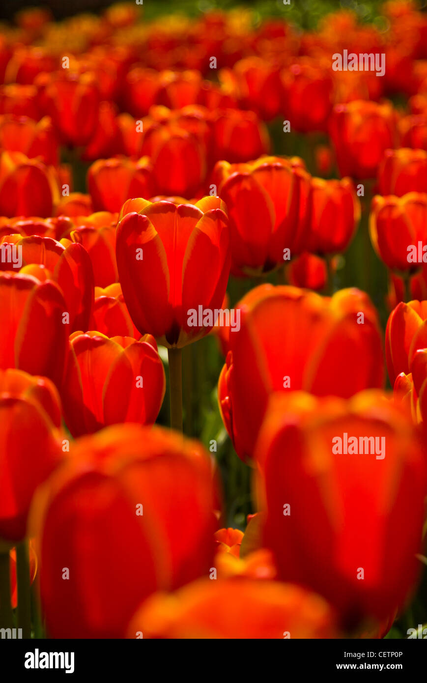 Beaucoup de tulipes rouges dans les jardins de Keukenhof Lisse Hollande Pays-bas eu Europe Banque D'Images
