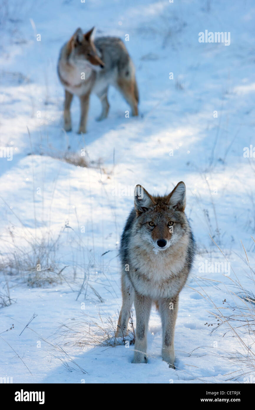 Coyotes de chasse Banque D'Images