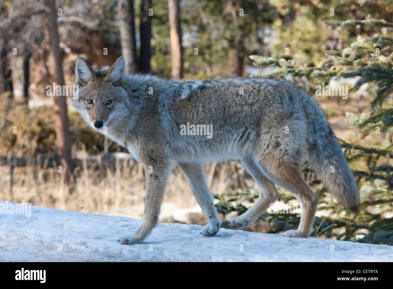 Coyote dans le parc national Jasper Banque D'Images