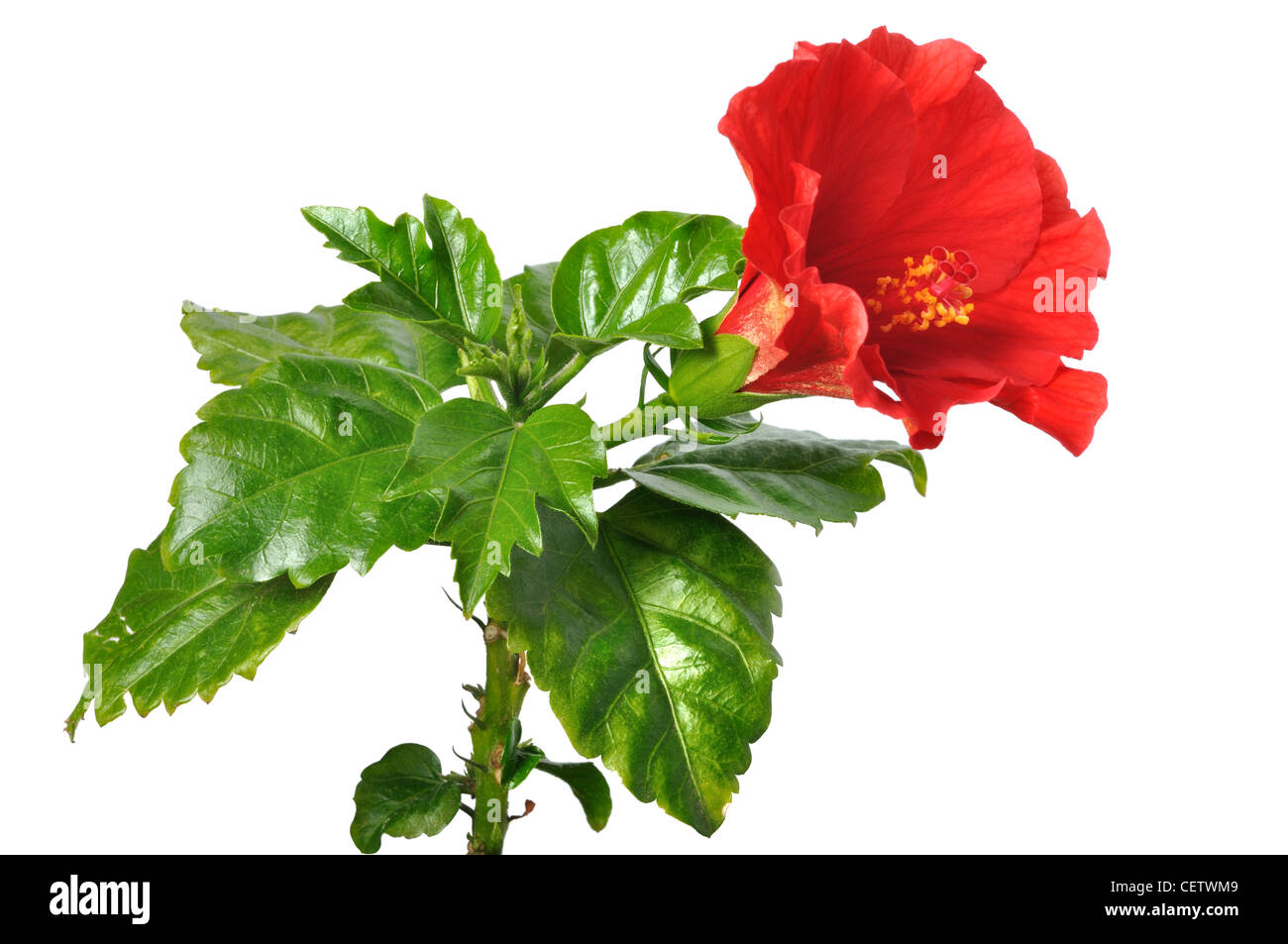 Rose de Chine Banque D'Images