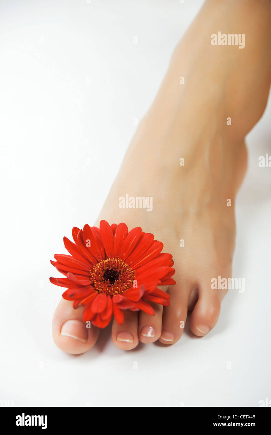 Woman's bare foot avec fleur coincé entre les orteils Banque D'Images
