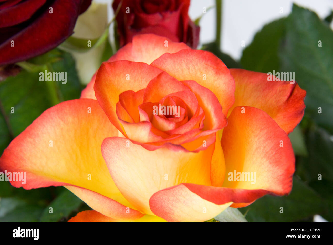 Rose orange Banque D'Images