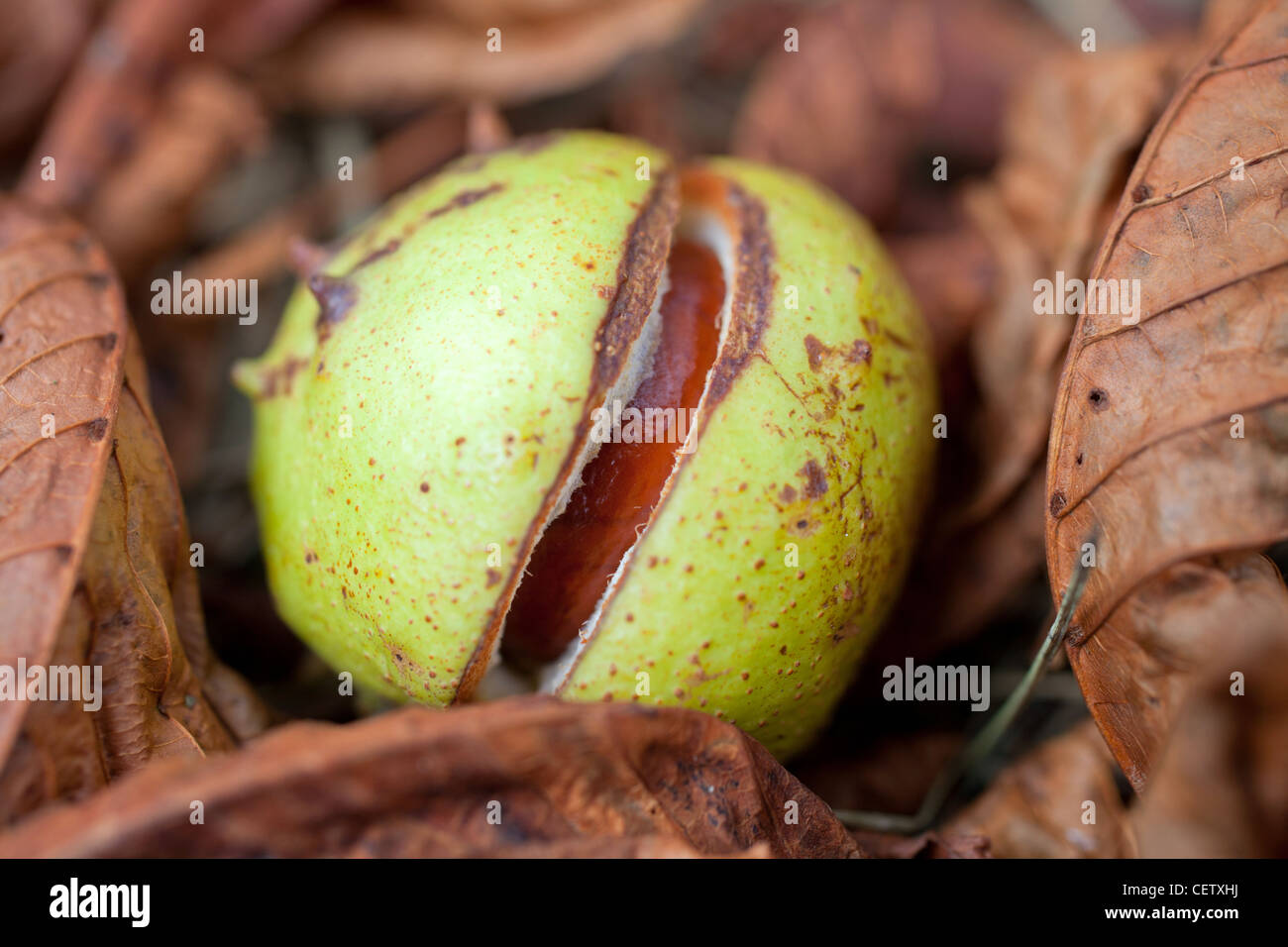 Horse Chestnut , Conker, shell partiellement ouverts Banque D'Images