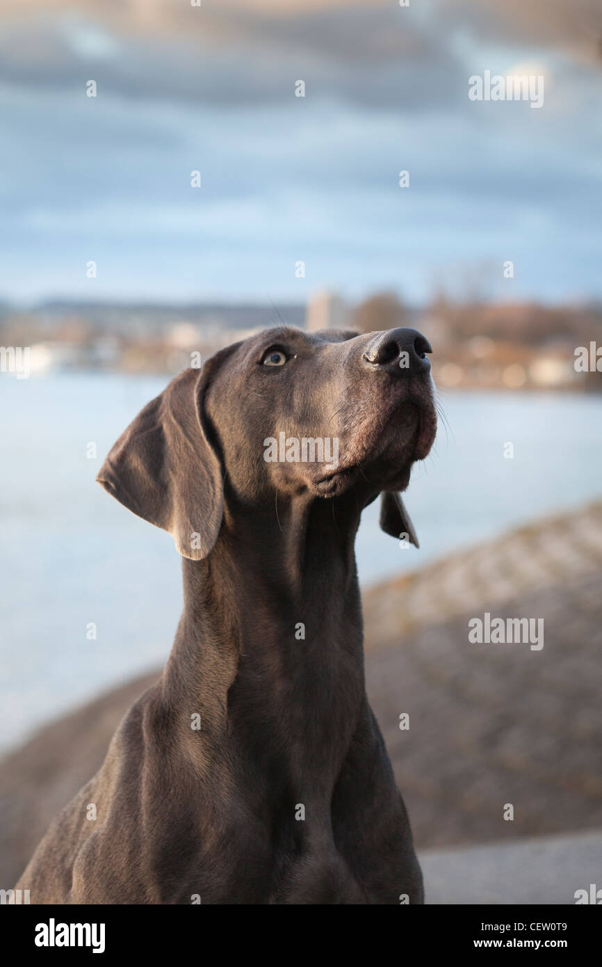 Portrait de chien pedigree Braque de Banque D'Images