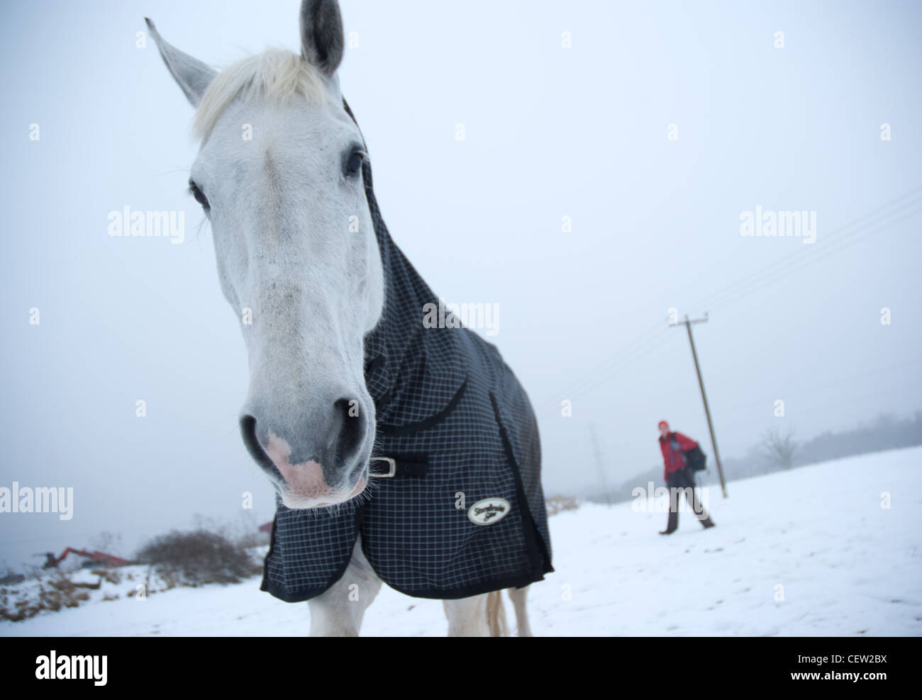 Grey Horse Snow Photos Grey Horse Snow Images Alamy