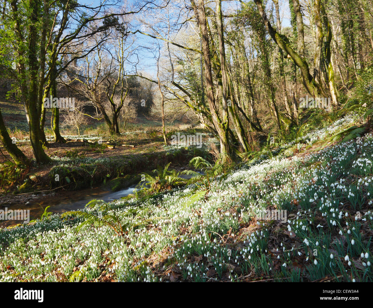 Bois du Nord Hawkwell AKA Snowdrop Valley. Parc National d'Exmoor. Le Somerset. L'Angleterre. UK. Banque D'Images