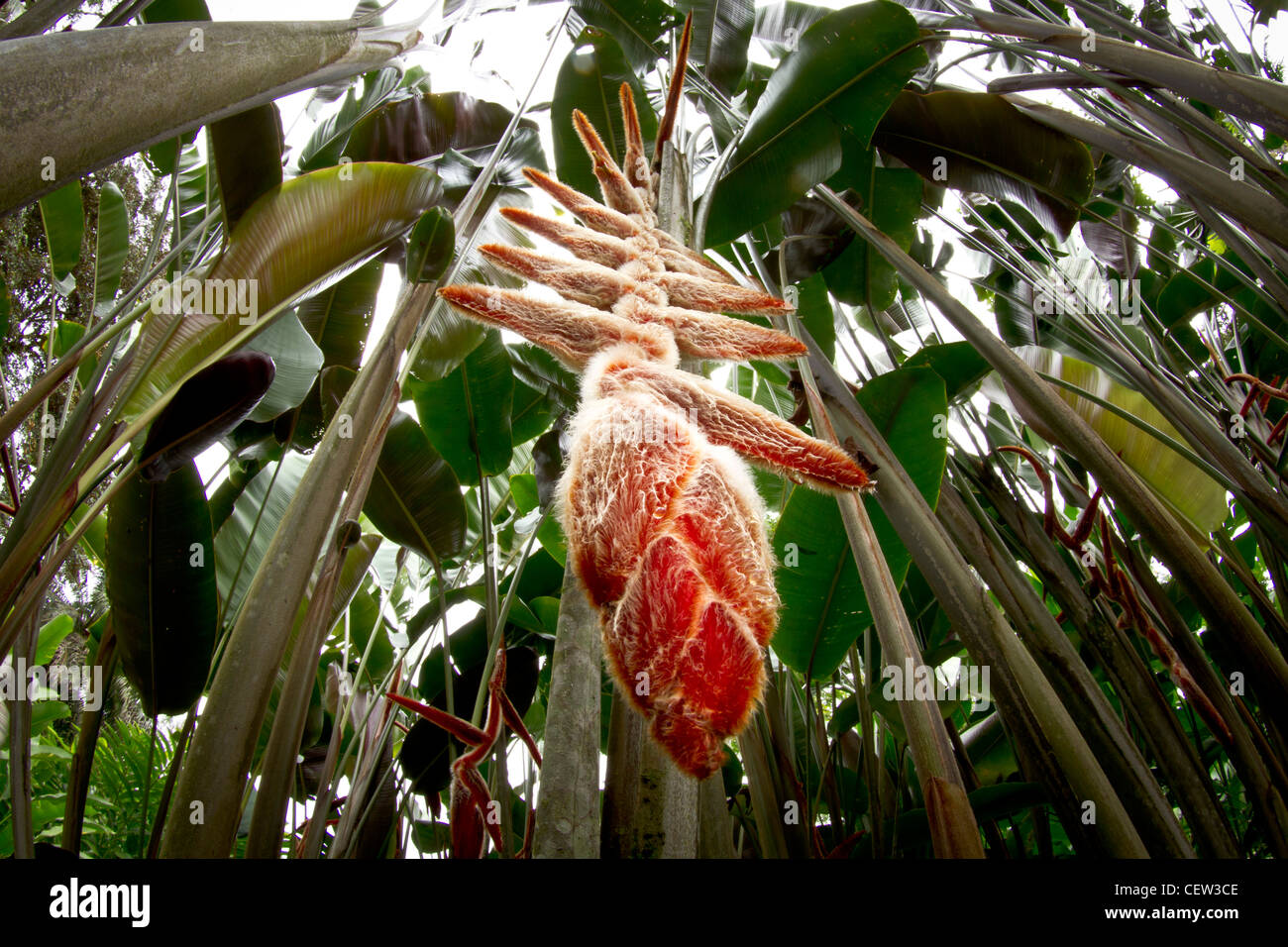 Heliconia fleurs dans Selva Verde forêt tropicale au Costa Rica Banque D'Images