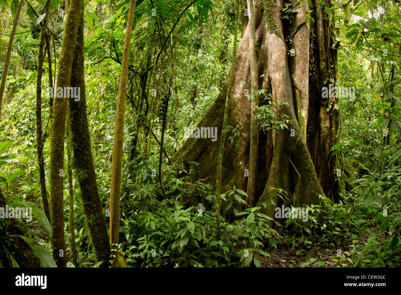 Forêt de nuages, Bosque de Paz, Costa Rica Banque D'Images