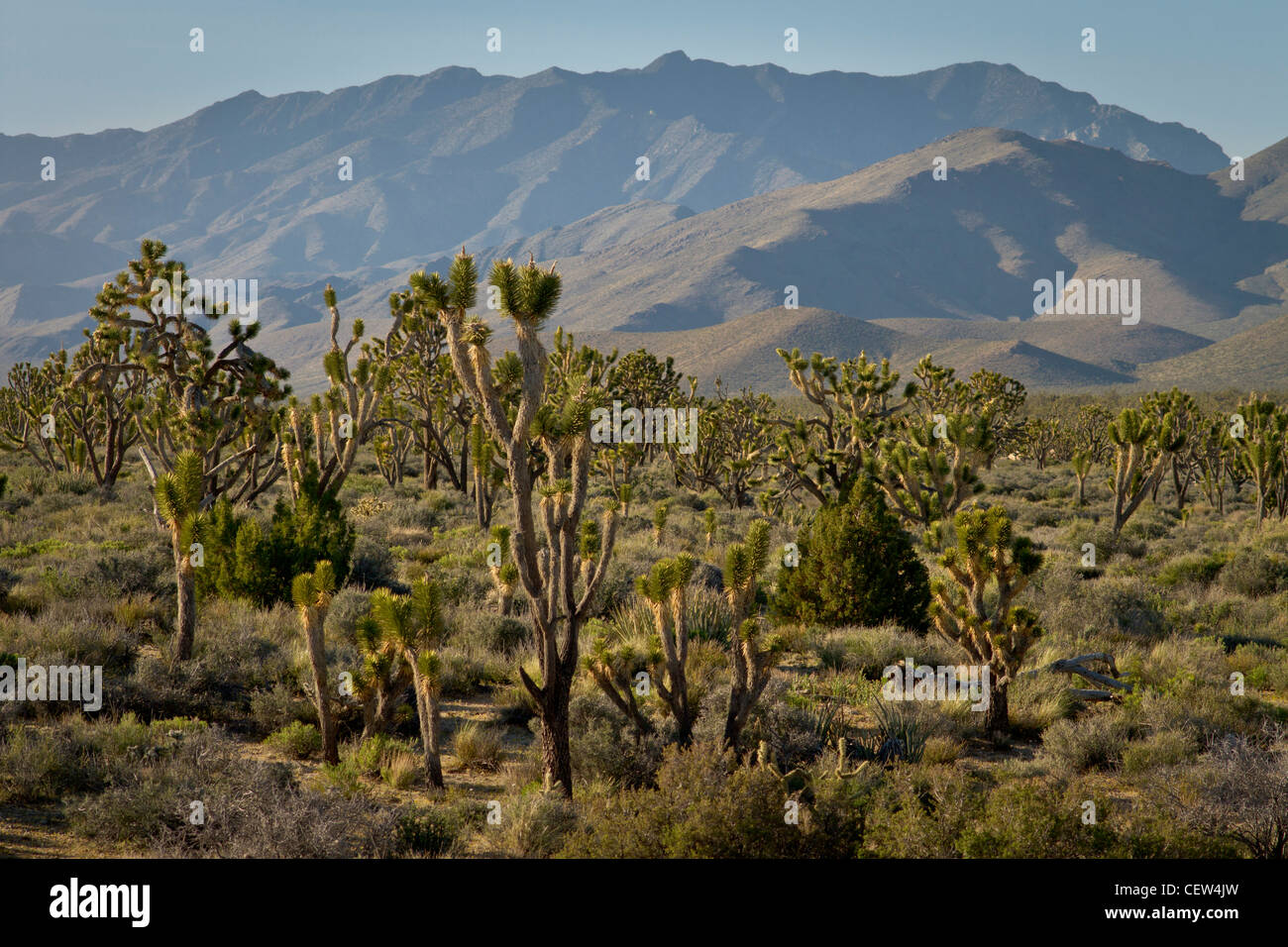 Joshua tree forest à Mojave National Preserve, Californie Banque D'Images