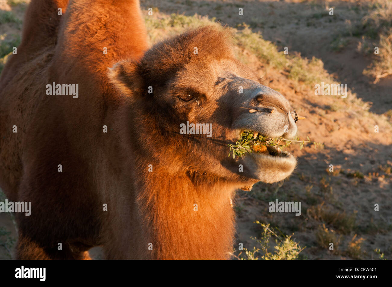 Twin Butte de chameau dans le désert de Gobi de Mongolie Banque D'Images
