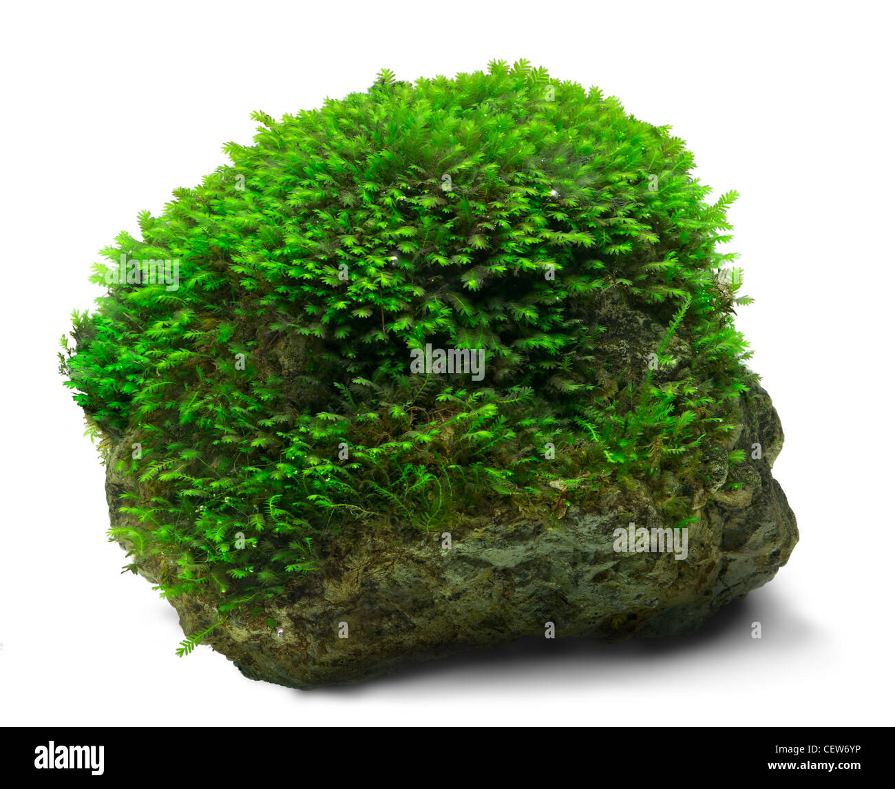 Fissidens moss sous une roche couverture Banque D'Images
