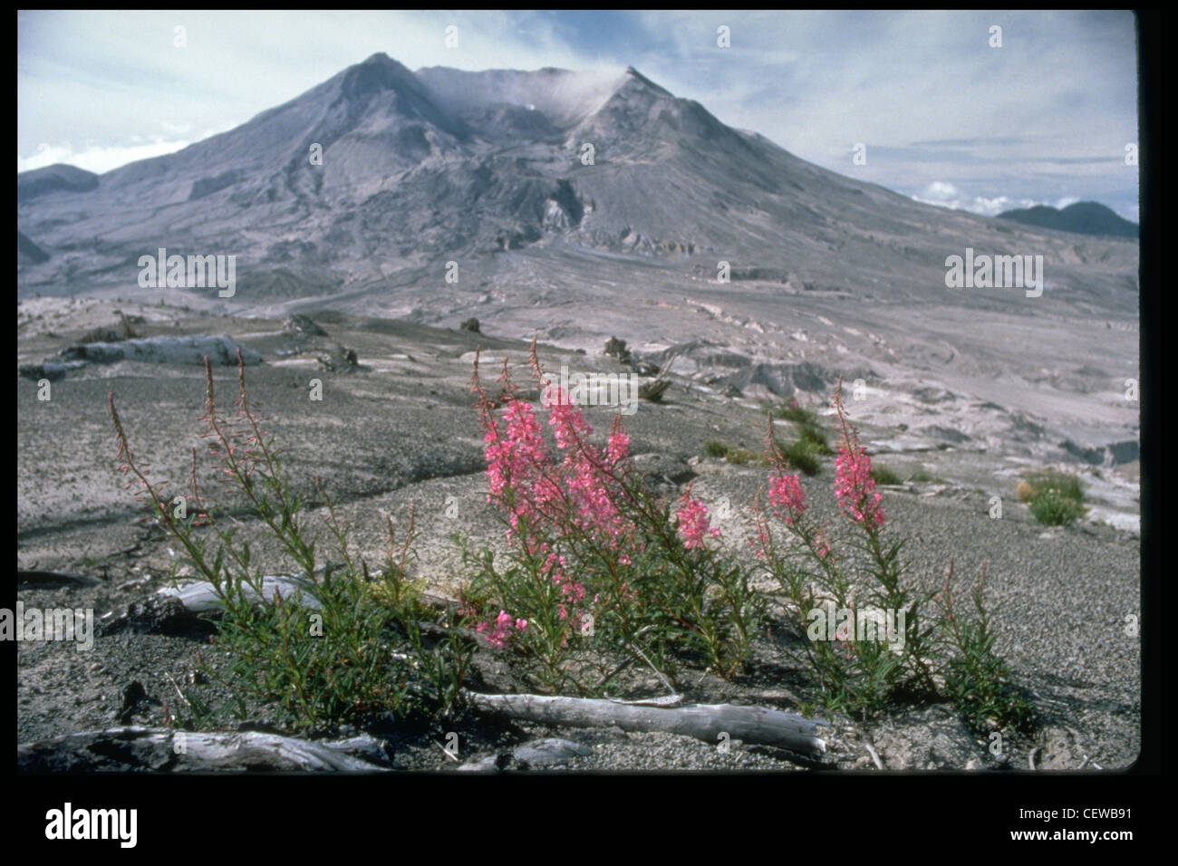 La pompier est une espèce de plantlife qui est retournée dans la région dévastée du mont St. Helens. La végétation a commencé à réapparaître dès l'été 1980, car de nombreux petits arbres et plantes ont été protégés par le manteau neigeux le 18 mai. Les graines, transportées par le vent ou par les animaux, sont également entrées dans la zone et ont grandi. En 1985, les crêtes entourant le volcan étaient couvertes de nouvelles croissances. Banque D'Images