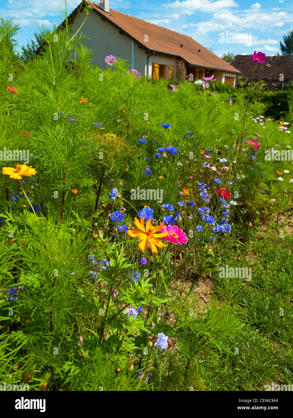 Fleurs sauvages poussant dans une haie de Geraudot France Banque D'Images