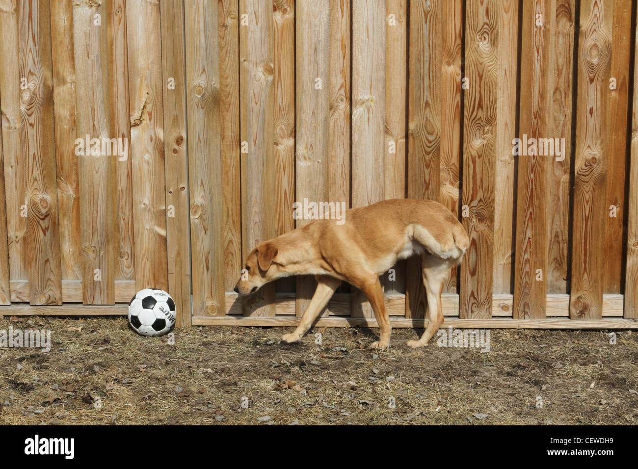 Un chien sur une jambe autour de un ballon de soccer. Banque D'Images