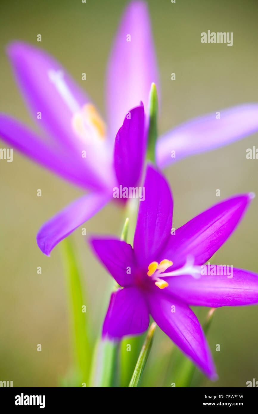 Grass Widow (Sisyrinchium douglaii), dans la gorge du Columbia, Washington, États-Unis Banque D'Images