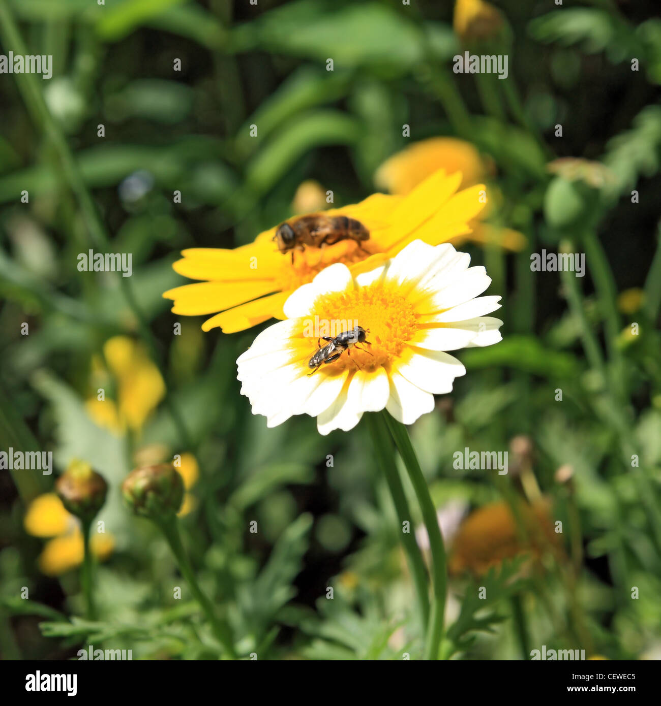 Insecte sur chrysanthemum in garden Banque D'Images