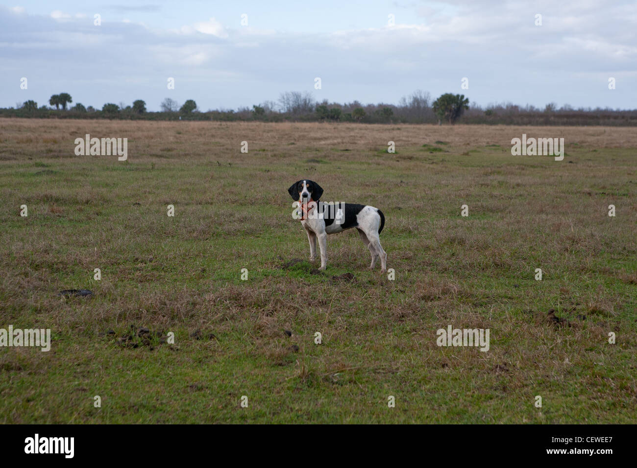 Chien de chasse avec collier tracker Banque D'Images