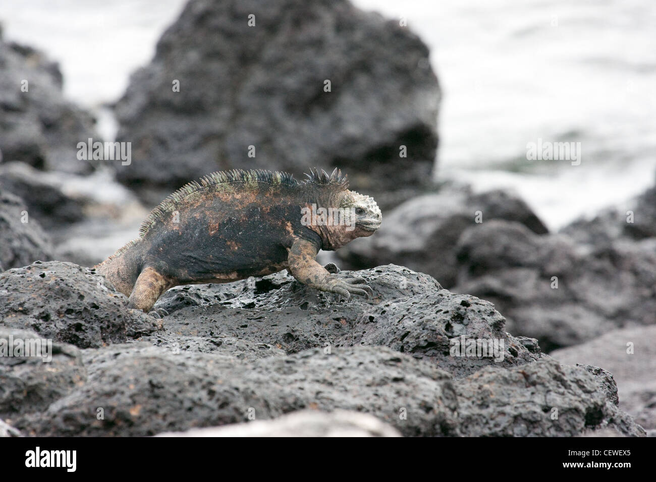 Iguane marin marcher sur les rochers, dans les îles Galápagos Banque D'Images