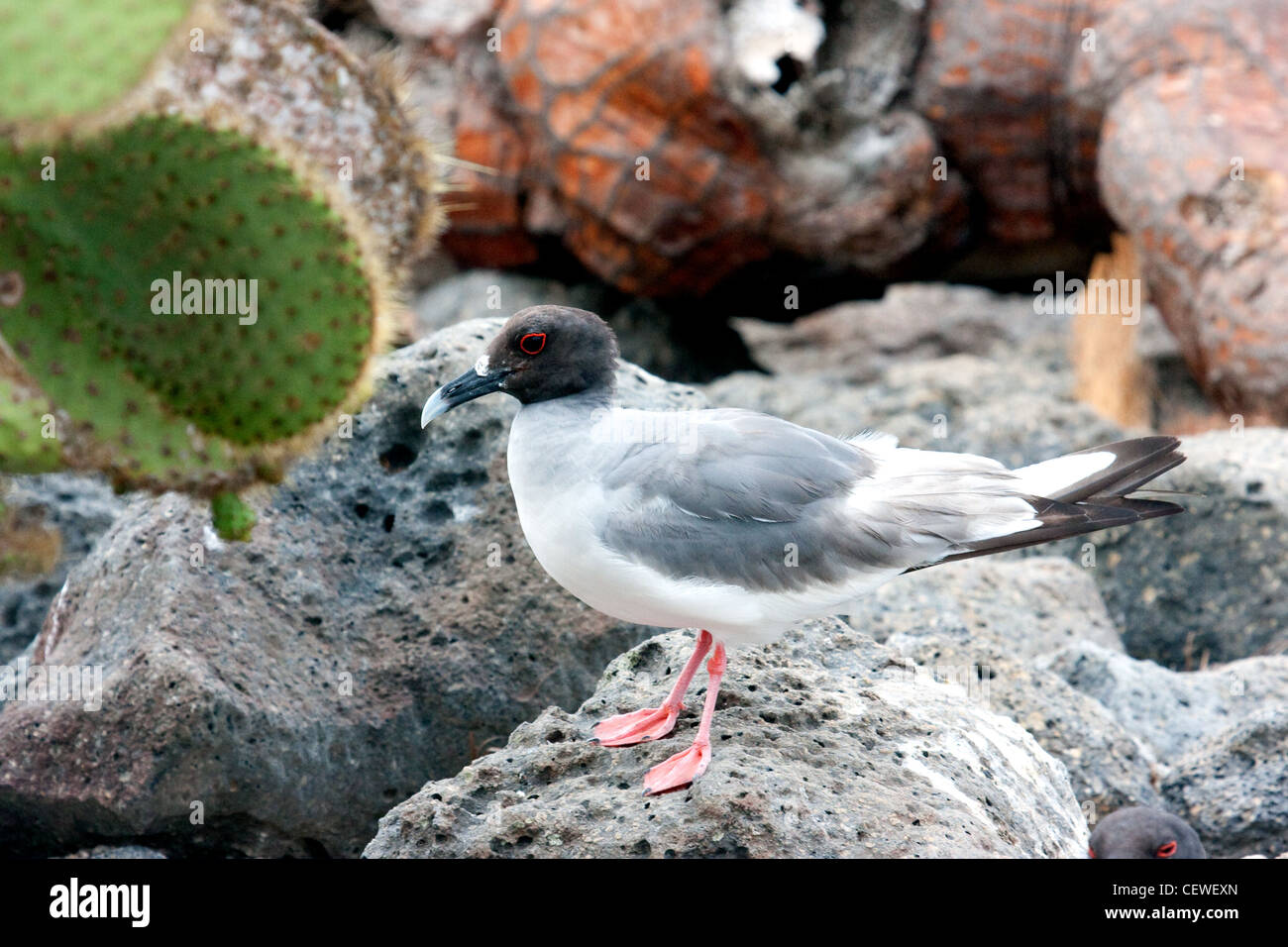Swallow-tailed Gull assis sur un rocher dans les îles Galapagos Équateur Banque D'Images