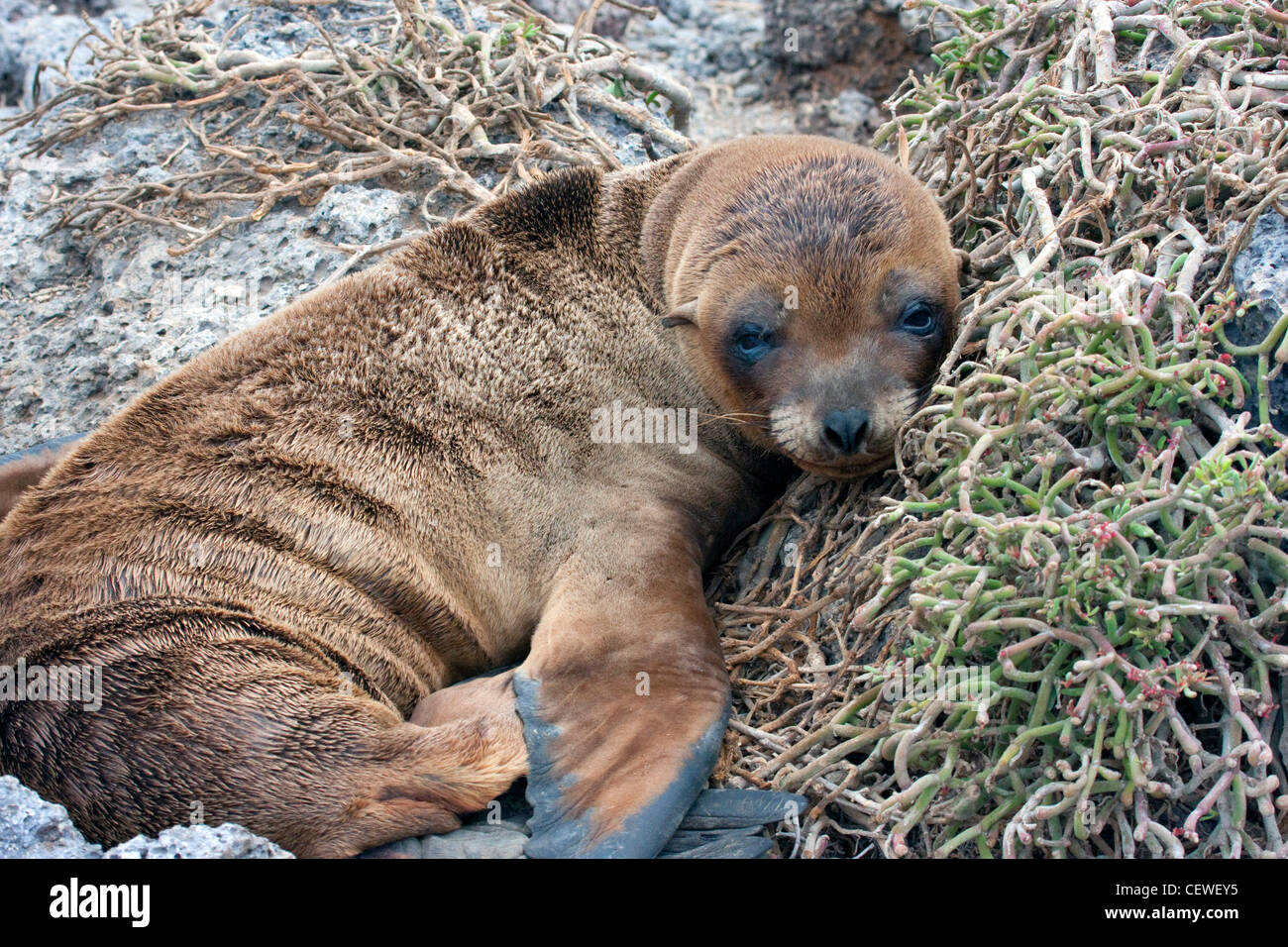 Pup Lion de mer dans les îles Galapagos Banque D'Images