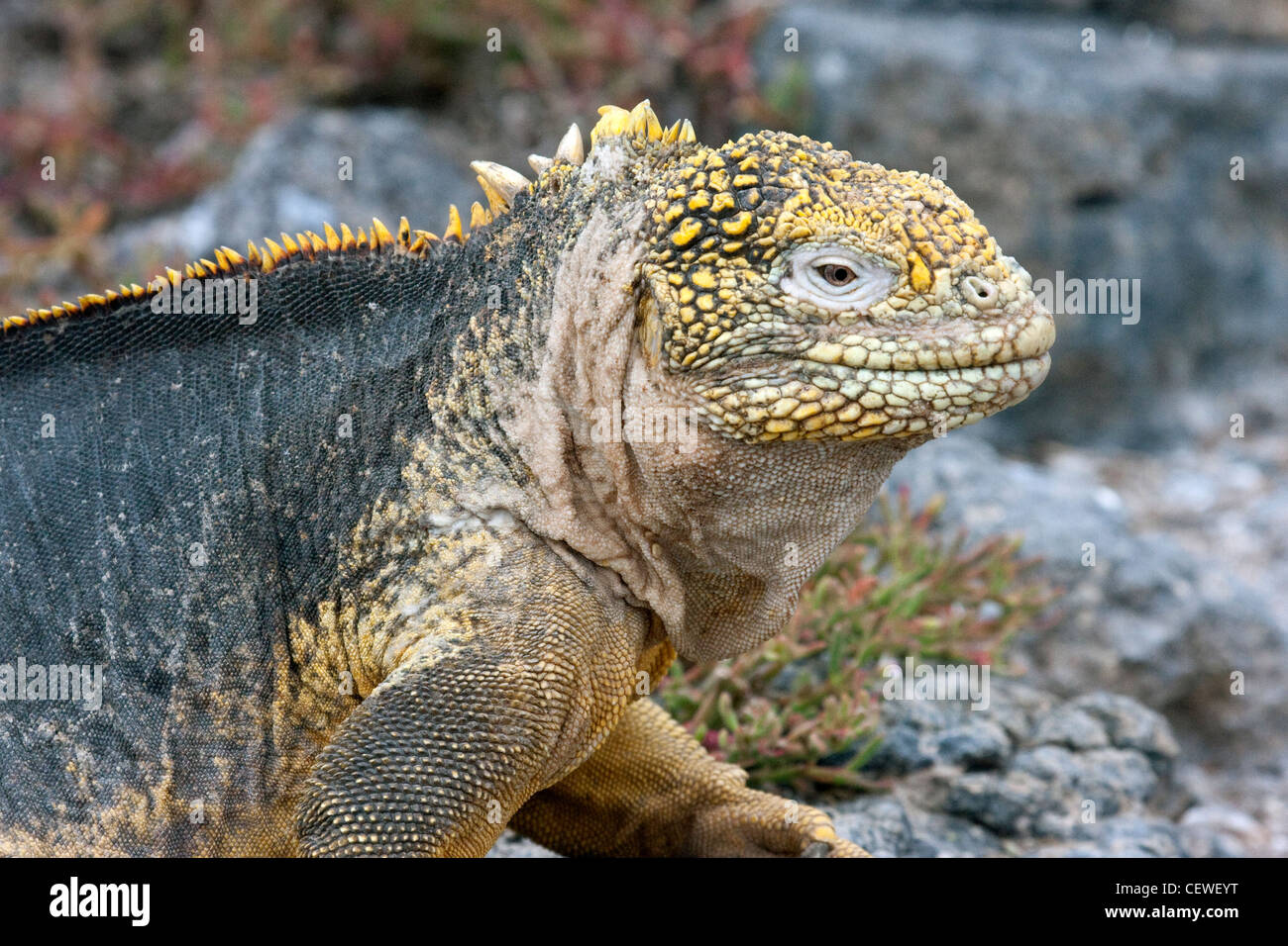 Iguane terrestre des Galapagos Banque D'Images