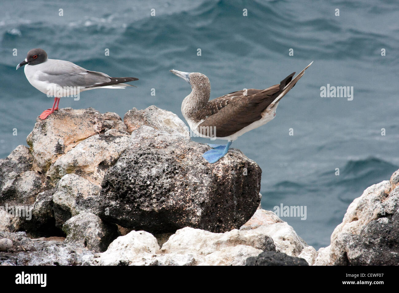 Pieds rouges bleu en Îles Galápagos Banque D'Images