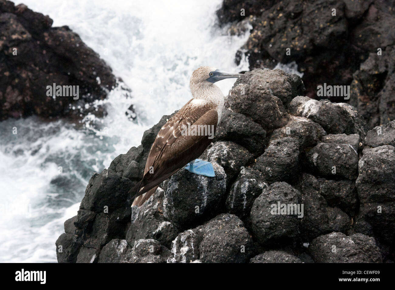 Pieds rouges bleu en Îles Galápagos Banque D'Images