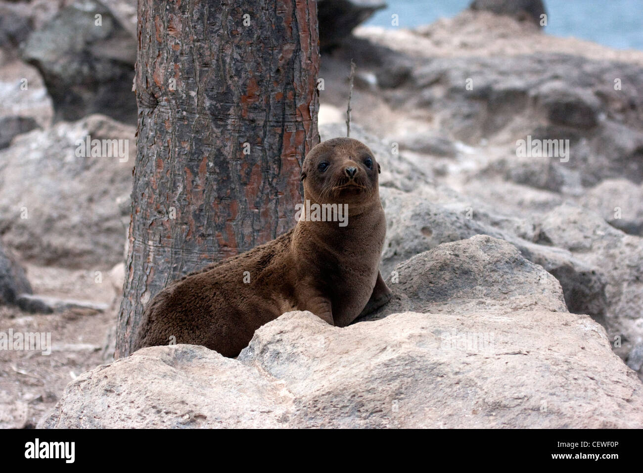 Pup lion de mer assis par un arbre dans les Galapagos Banque D'Images