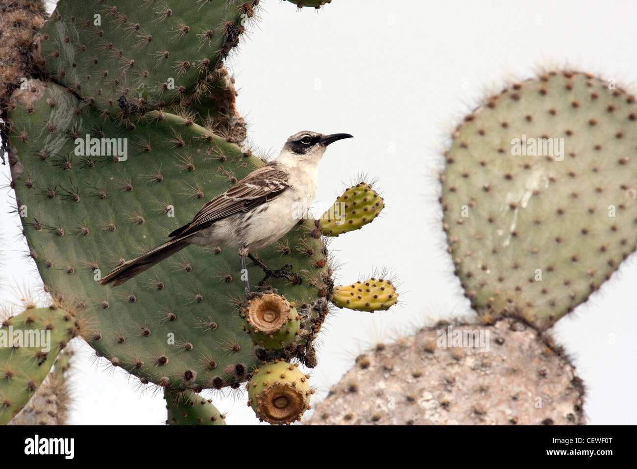 Mockingbird dans Îles Galápagos Banque D'Images