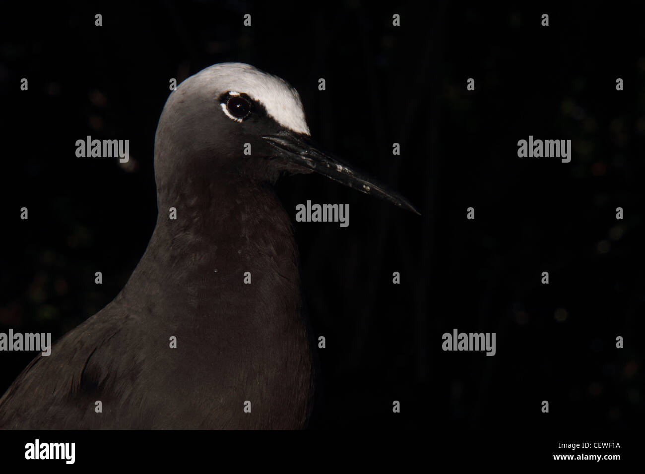 Noddi noir, anous minutus Banque D'Images