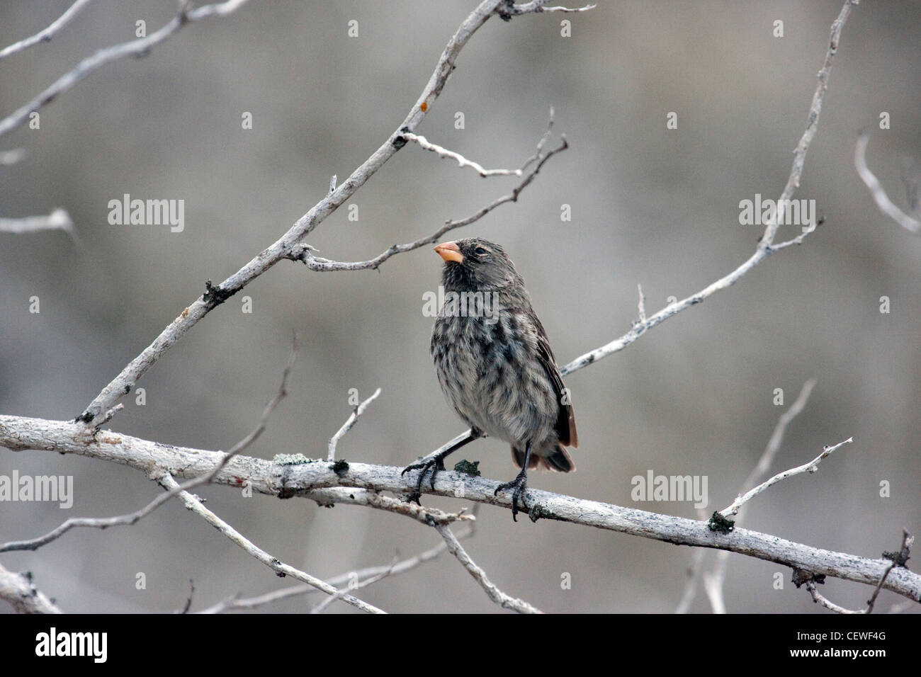 Finch Galapagos assis sur une branche Banque D'Images