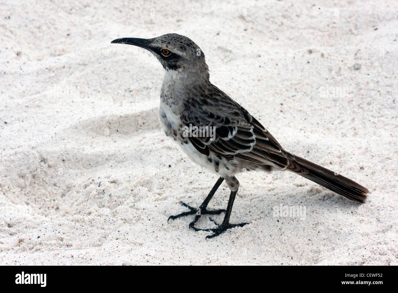 Mockingbird dans Îles Galápagos Banque D'Images