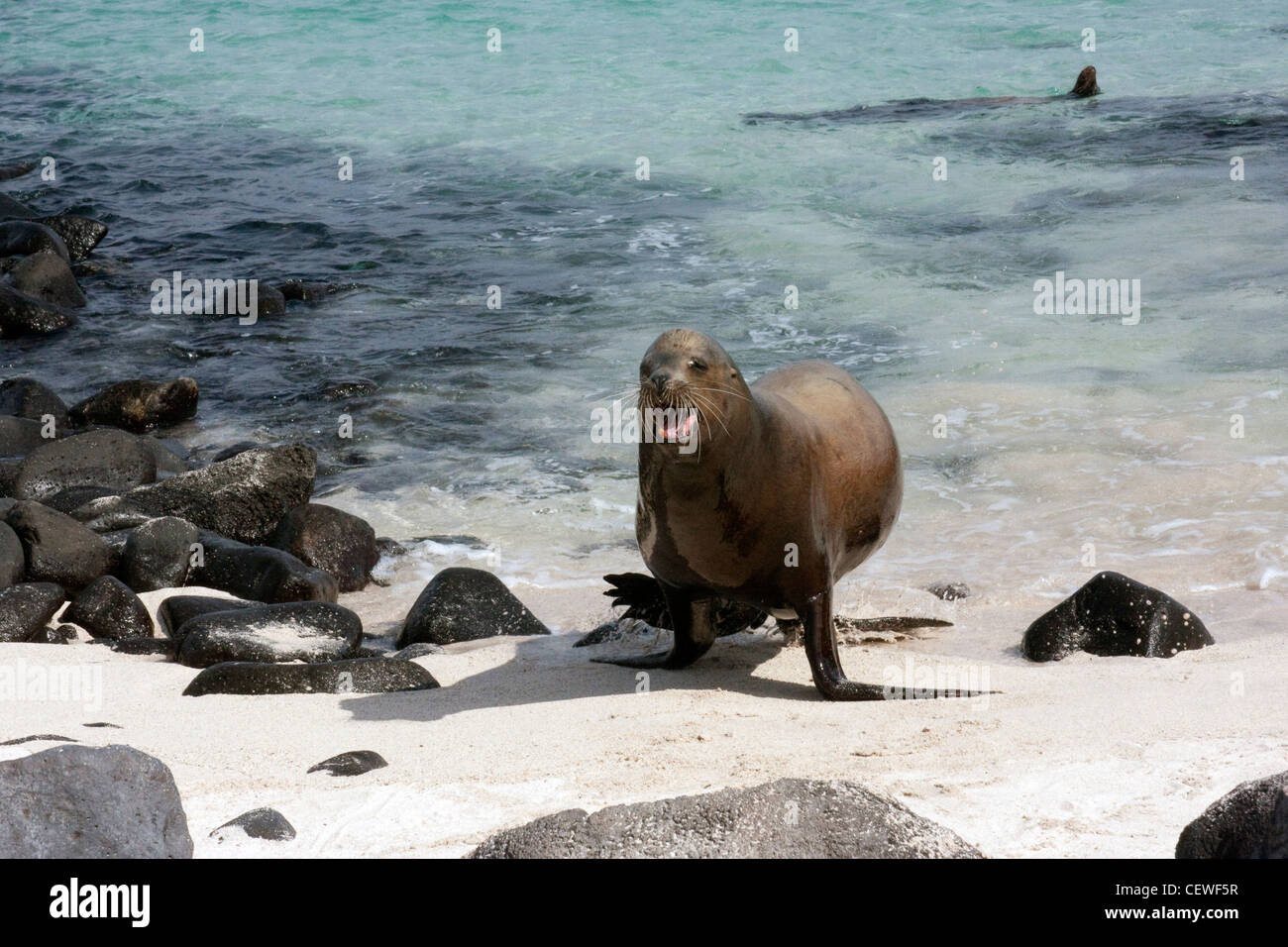Lion de mer mâle en colère dans les îles Galapagos Banque D'Images