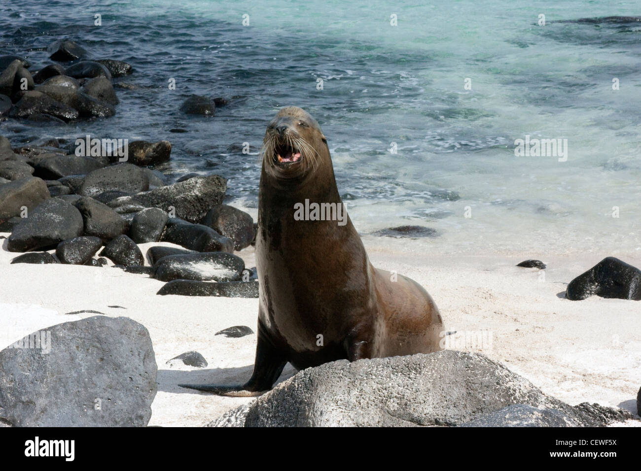 Lion de mer mâle en colère dans les îles Galapagos Banque D'Images