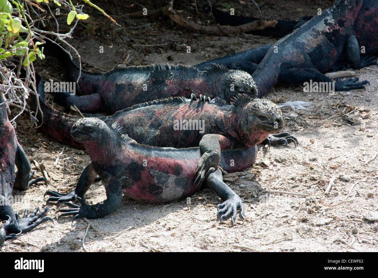 L'île des Galapagos iguanes marins se prélasser sur la plage Banque D'Images