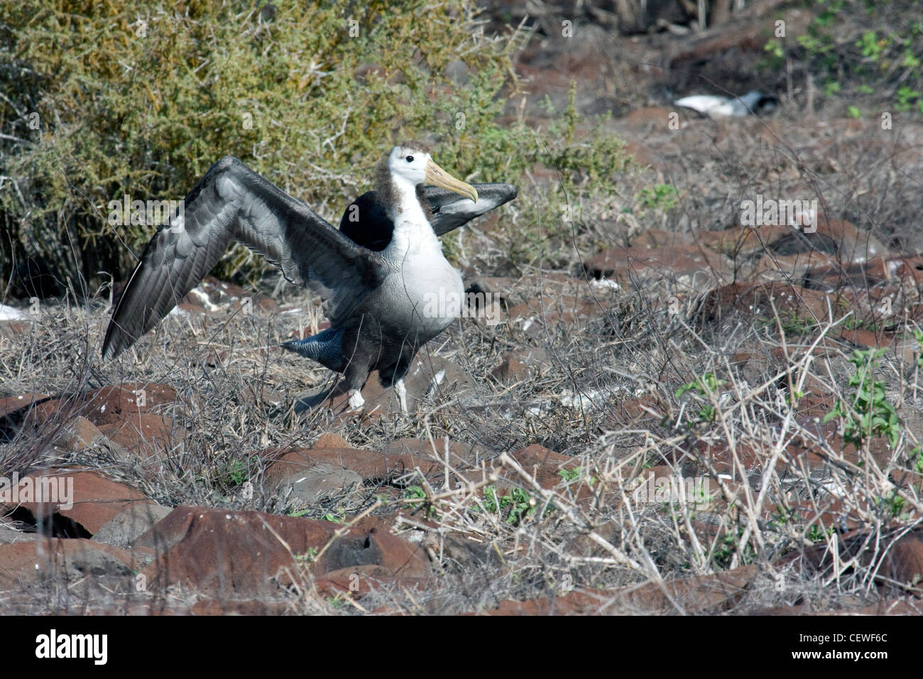 Les jeunes oiseaux Albatros apprendre à voler dans les îles Galapagos Banque D'Images
