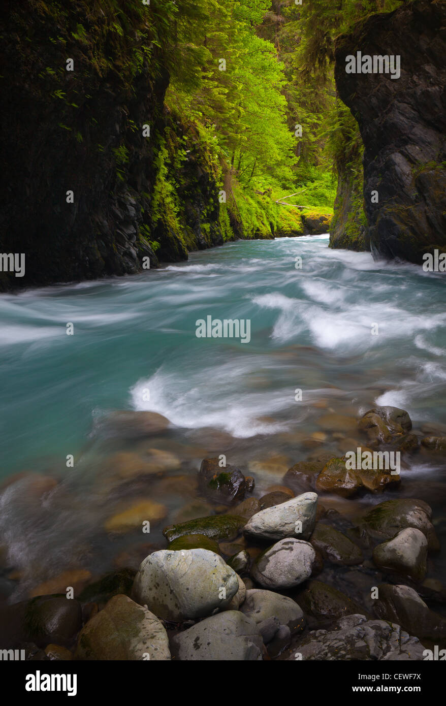 Quinault River dans la région de Olympic National Park, Washington state Banque D'Images