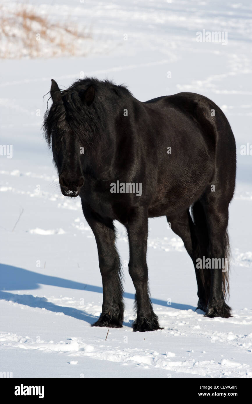 Cheval noir dans un pâturage d'hiver froid Banque D'Images
