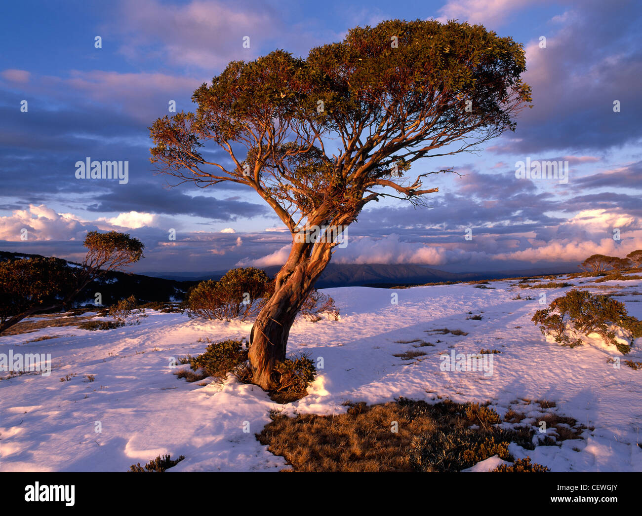 La gomme de la neige en hiver sur la montagne couverte de neige près du Mont Bogong Nelse sur les hautes plaines, le Parc National Alpin Australie Victoria Banque D'Images